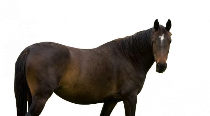 Bay Horse on a White Background