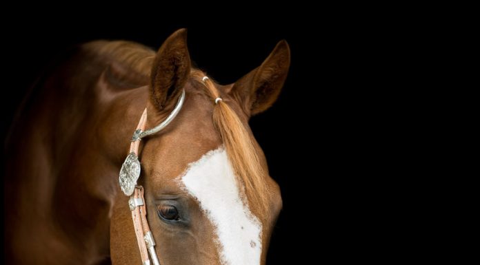Chestnut horse in a bosal