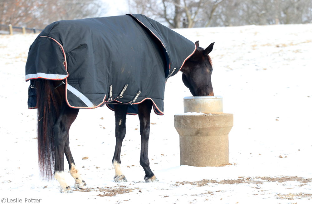 Horse drinking water in winter