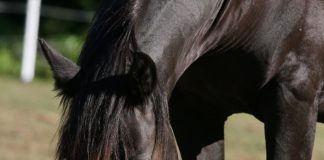 Friesian Horse Eating Hay