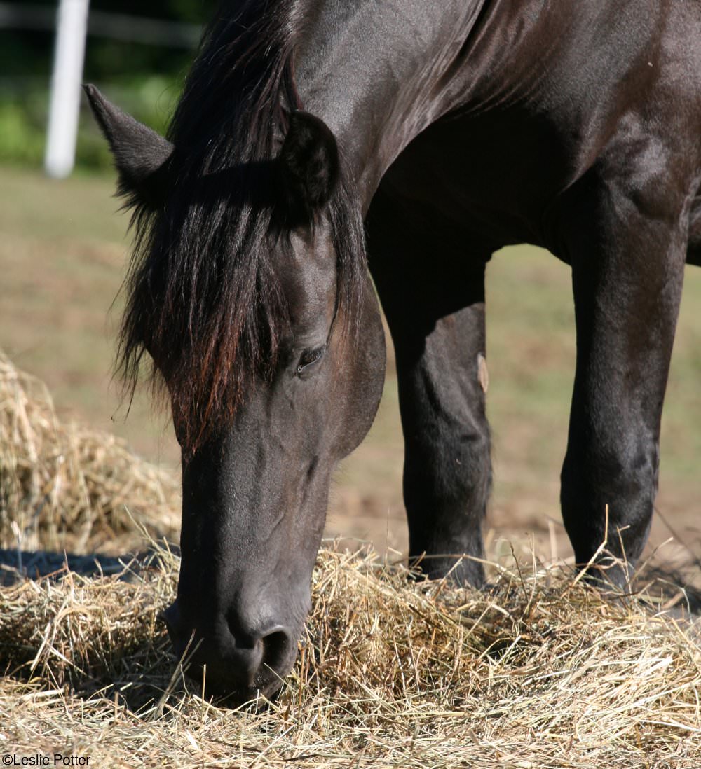 Friesian Horse Eating Hay