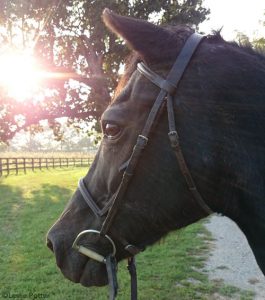 The Near Side: I Resolve to Blog More