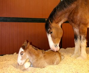 This Week in Horses — February 6, 2015