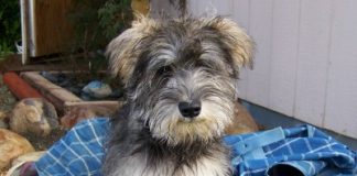 Meet the Barn Pup jonah