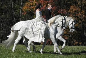 Meet the Equine Stars of Taylor Swift’s <em>Blank Space</em>