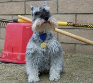 Introducing BEG: The Barnyard Equestrian Games