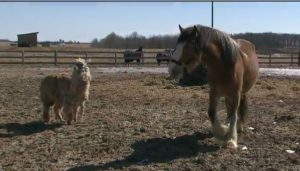 The Near Side: This Week in Horses — March 27, 2015