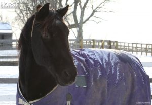 The Near Side: I’m Probably Going to Keep Blanketing My Horse