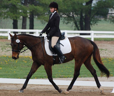 dressage