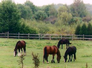 The Near Side: Embarrassing Moments at the Barn