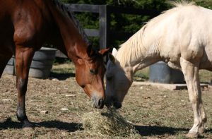 Parasite Control Strategies