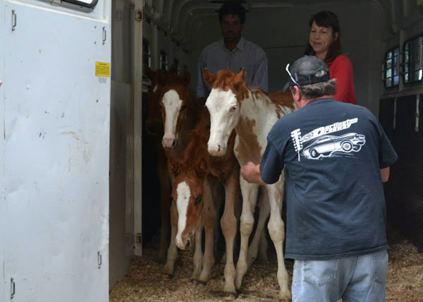 Pure Thoughts Horse and Foal Rescue