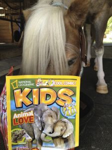 Meet Amos the Wonderhorse