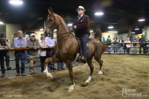 The horse world’s disappearing act