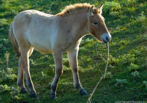Meet the Przewalski’s Horse