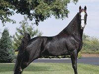 black horse