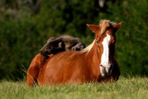 This Week in Horses – July 11, 2014