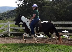 The Near Side: Riding the Mangalarga Marchador