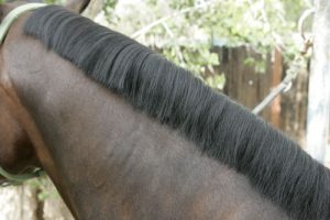 How to Band a Western Horse’s Mane