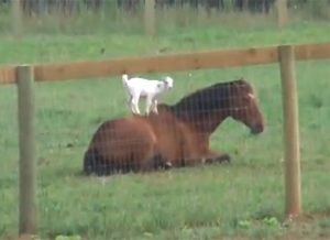 Featured Video: Horse is Greeted in Cutest Way by Goat