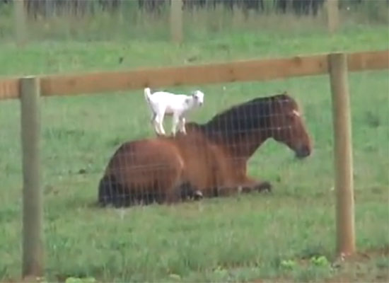 Featured Video: Horse is Greeted in Cutest Way by Goat