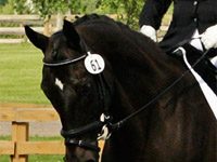 Calling All Thoroughbreds black horse