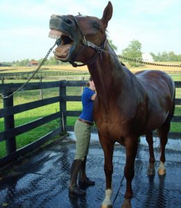 Misconceptions about Horses from non-Horsey People