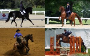 The Near Side: Your Equestrian Identity