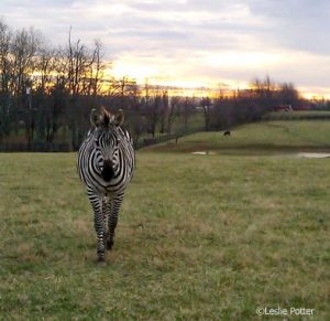 This Week in Horses—September 19, 2014