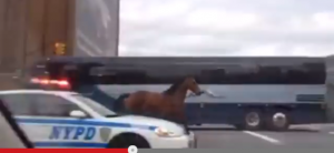 This Week in Horses — October 25, 2014