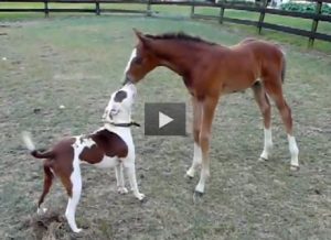 Featured Video: Interspecies Friendship: Bogie and Cow