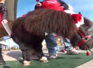 Featured Video: Mini Horse Volunteers