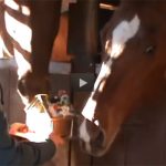 Horses Eat Gingerbread House