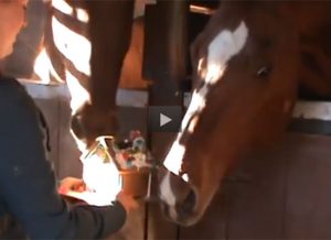 Featured Video: Horses Vs. Gingerbread House
