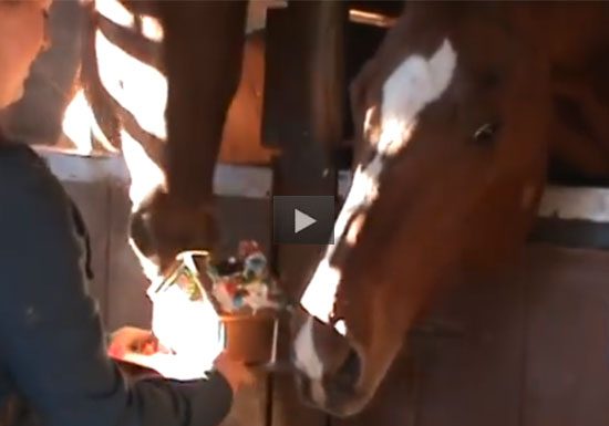 Horses Eat Gingerbread House