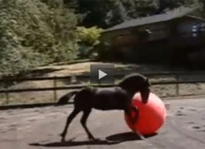 Featured Video: Colt Has Best Time Playing with a Ball