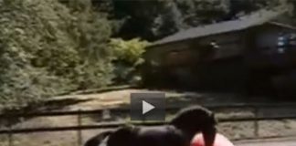 horse video