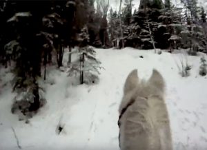 Featured Video: Bridleless Trail Riding in the Rainforest