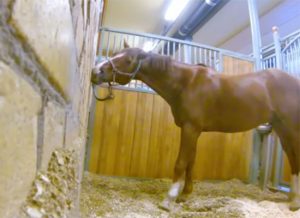 Featured Video: Raspberries