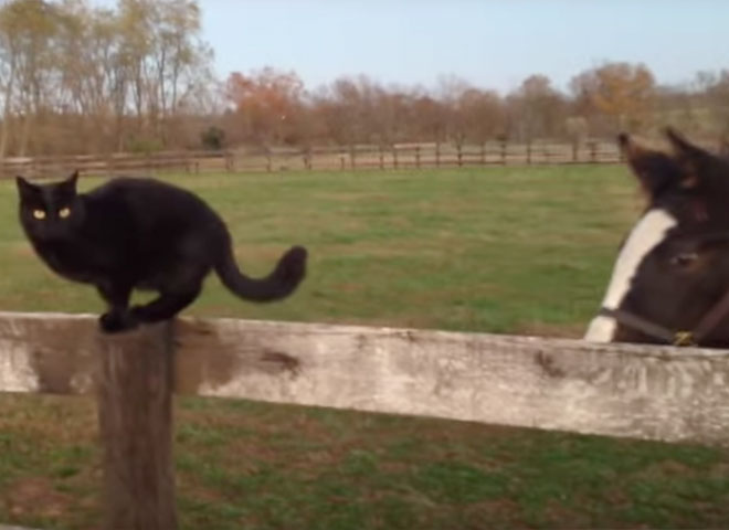 Video of the Week: Cats are Scary
