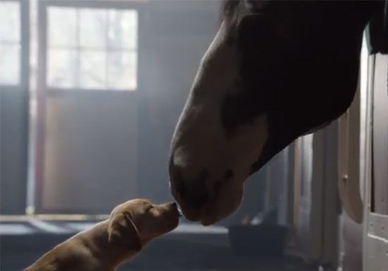 horse video