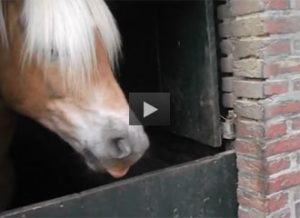 Featured Video: A Helpful Foal