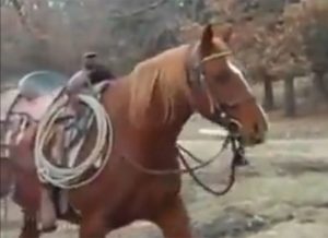 Featured Video: Horse Really Wants to Share His Hay