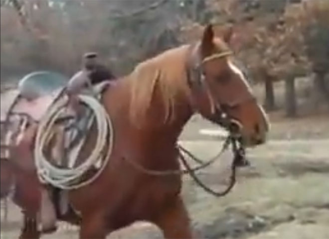 Featured Video: Horse Really Wants to Share His Hay