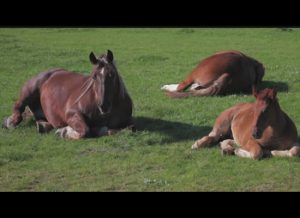 Featured Video: Lazy Days