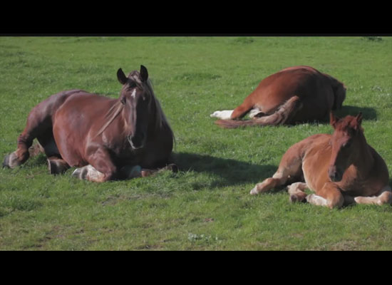 Featured Video: Lazy Days