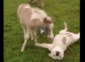 Video of the Week: Muddy Horses