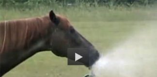 video of horse