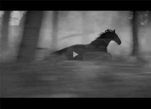 Featured Video: Horse as Water