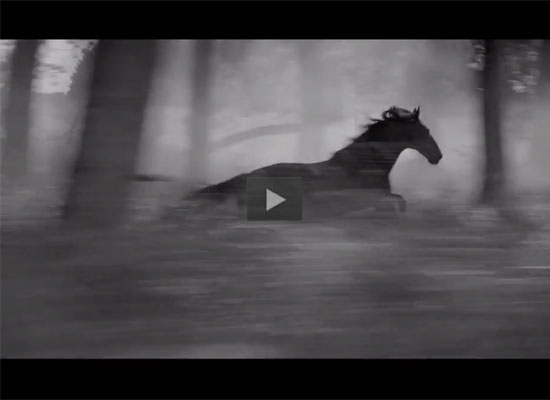 Featured Video: Horse as Water